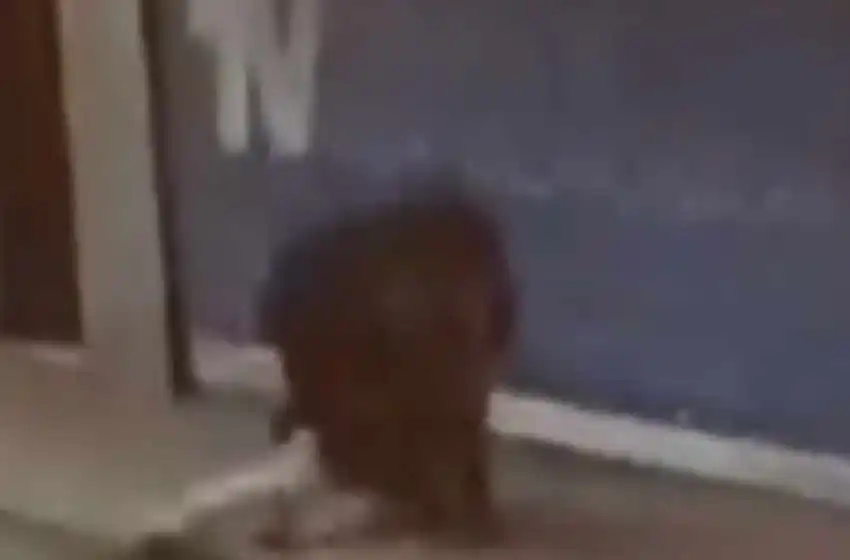 El video del momento en el que agreden al jubilado que robó chocolates de un supermercado