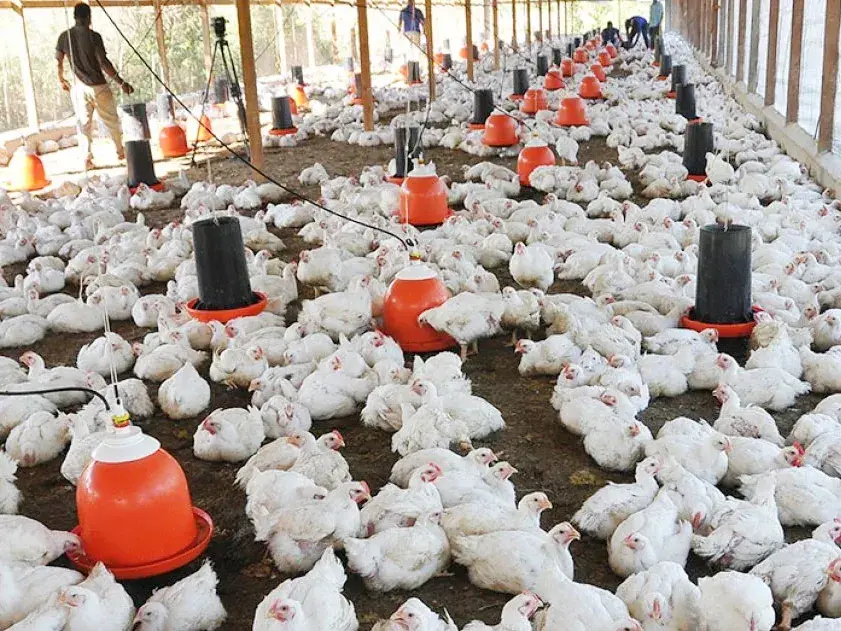 Desde el dinamismo rural, Entre Ríos se abre espacio en el mundo de los negocios agropecuarios