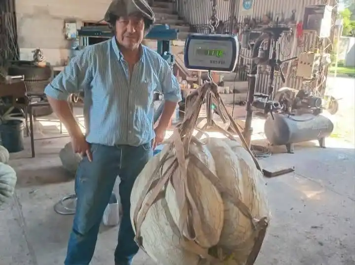 Récord total, un productor de Córdoba cosecha un zapallo gigante: ¿cuánto pesó?