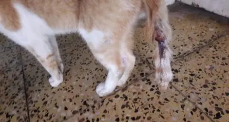 Barrio Aduana: Trampas para las mascotas