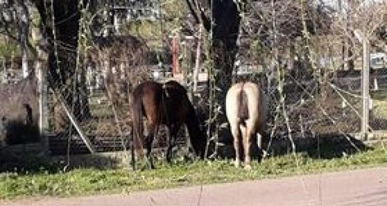 Caballos sueltos en Las Canaletas
