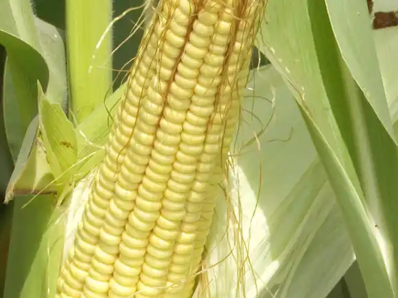 Experto avisa que recién en agosto se sabrá si La Niña caerá sobre la próxima campaña de granos gruesos