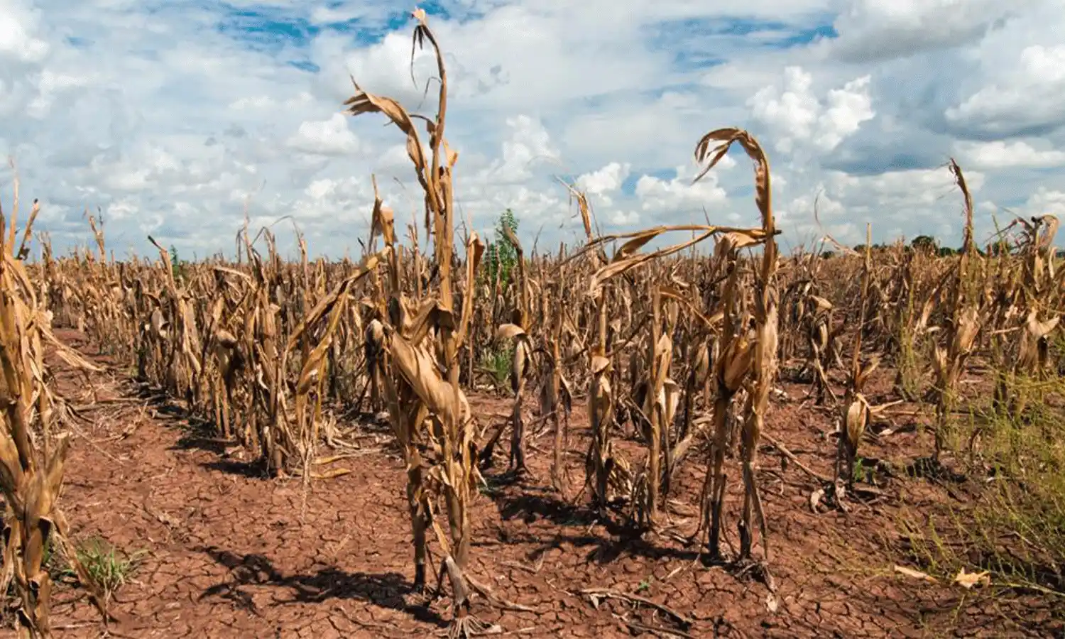 Último trimestre: vaticinan más calor que lo normal y bajas precipitaciones
