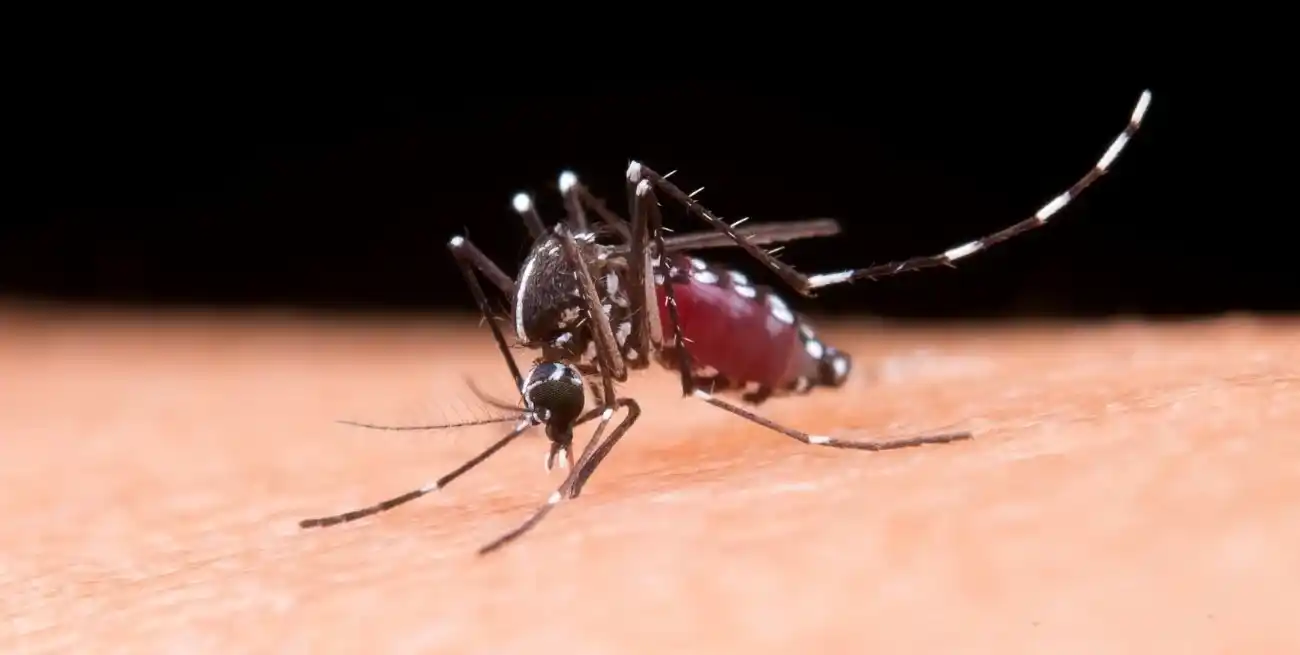 El mosquito Aedes aegypty transmite dengue, zika y chikungunya entre una numerosa lista de enfermedades. Una forma de evitar su reproducción es eliminar recipientes que acumulan agua.