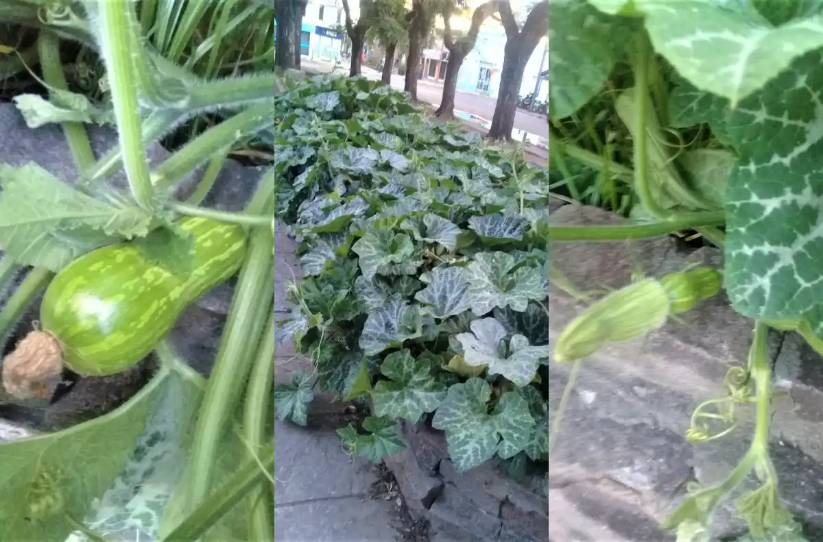 Reportan “zapallo anco en plaza Belgrano”