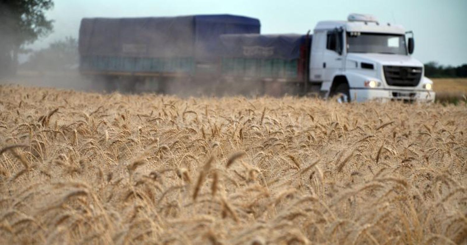 La revancha del trigo en el centro norte santafesino