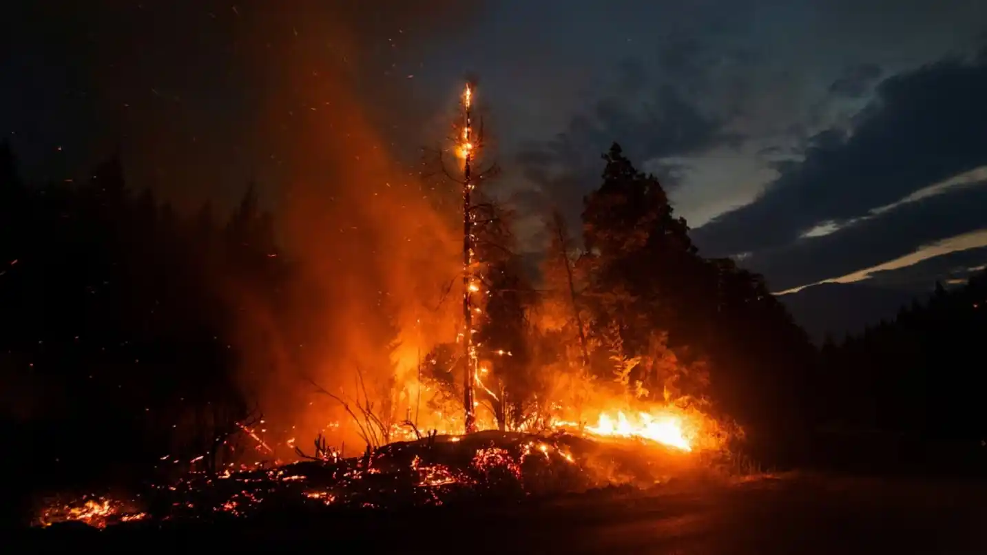 La recuperación de los bosques andino-patagónicos es una posibilidad cada vez más lejana. (Foto: Reuters)