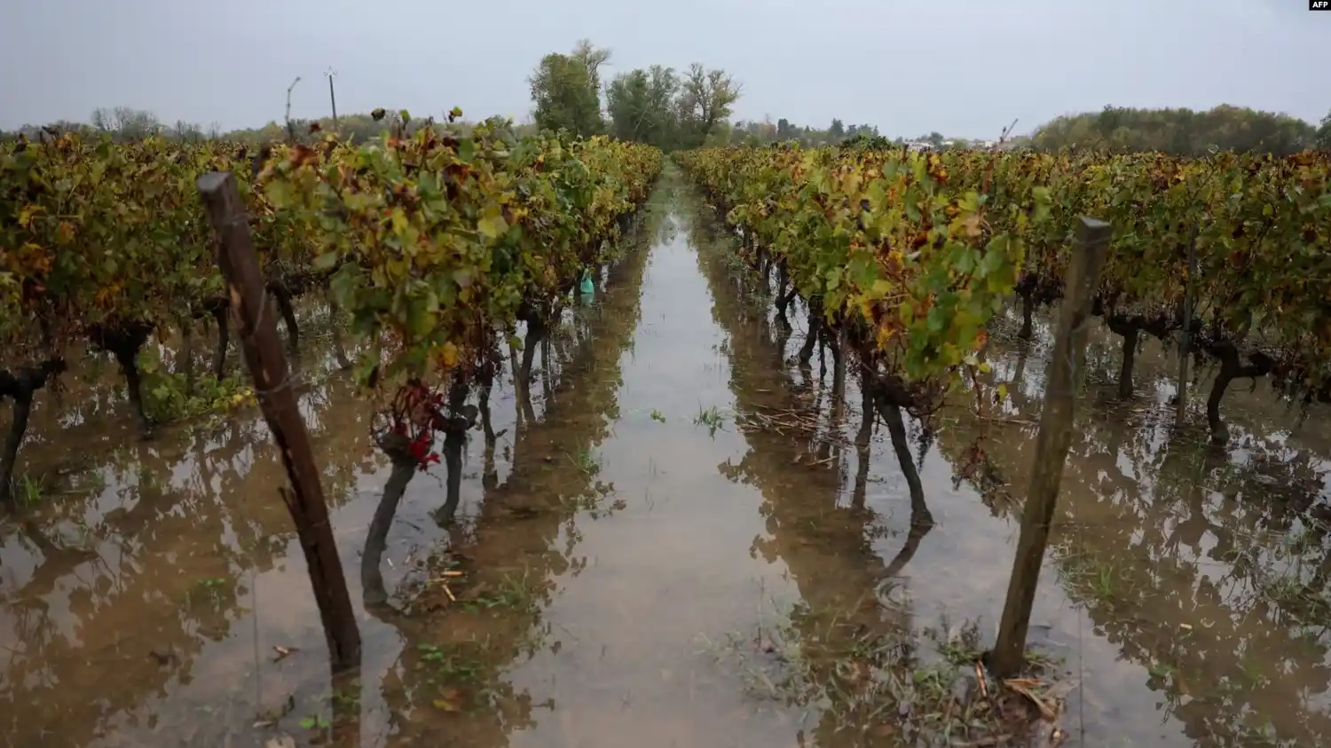 La producción mundial de vino cayó a su nivel más bajo en seis décadas debido a heladas y sequías