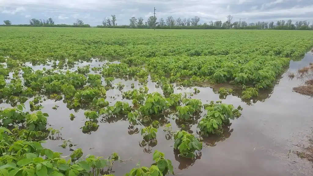 La Bolsa de Santa Fe advierte que la economía provincial sentirá el daño en las cosechas