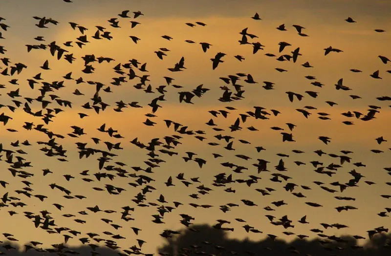 Los estorninos, una plaga que también invadirá Necochea