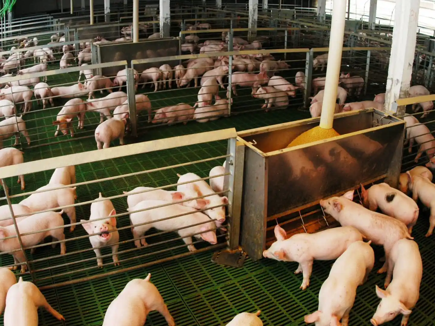 El Gobierno presentó un sistema de garantías para el sector porcino