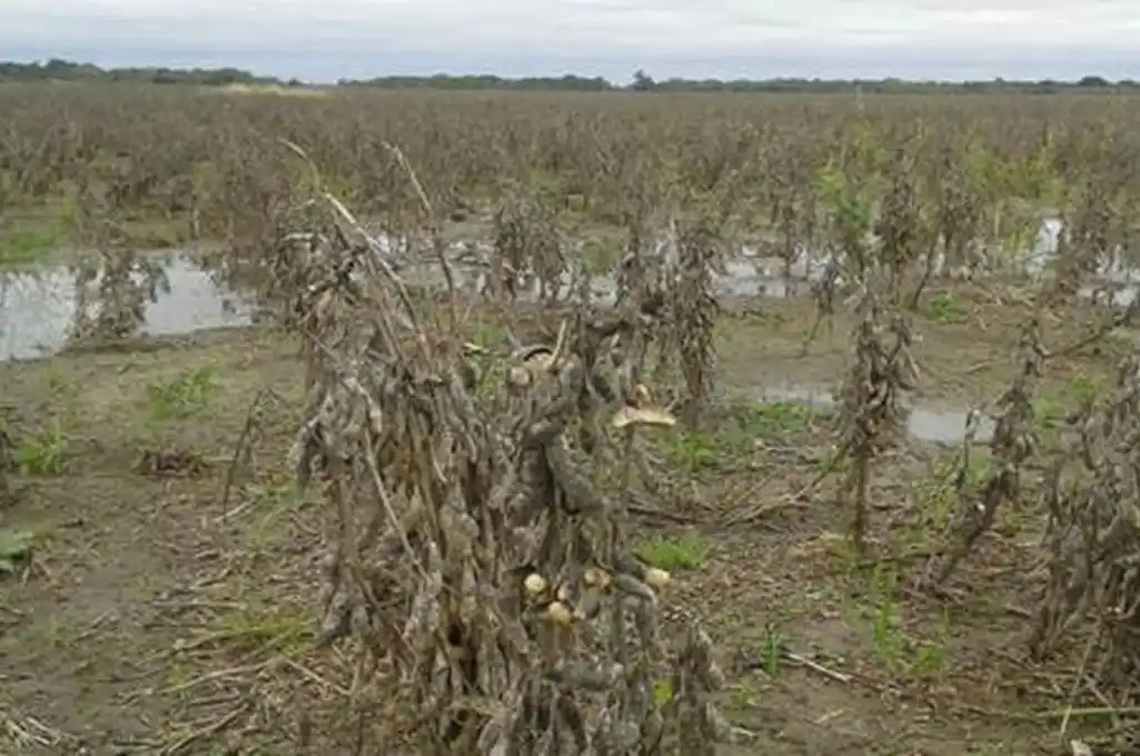 Soja de segunda: el peor escenario en el cierre del ciclo