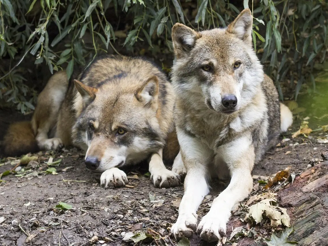Confirman el primer híbrido de lobo y perro en Grecia