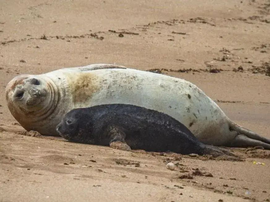 Alfredito, el elefante marino nacido en Mar del Plata, permanece junto a su madre bajo supervisión de especialistas.