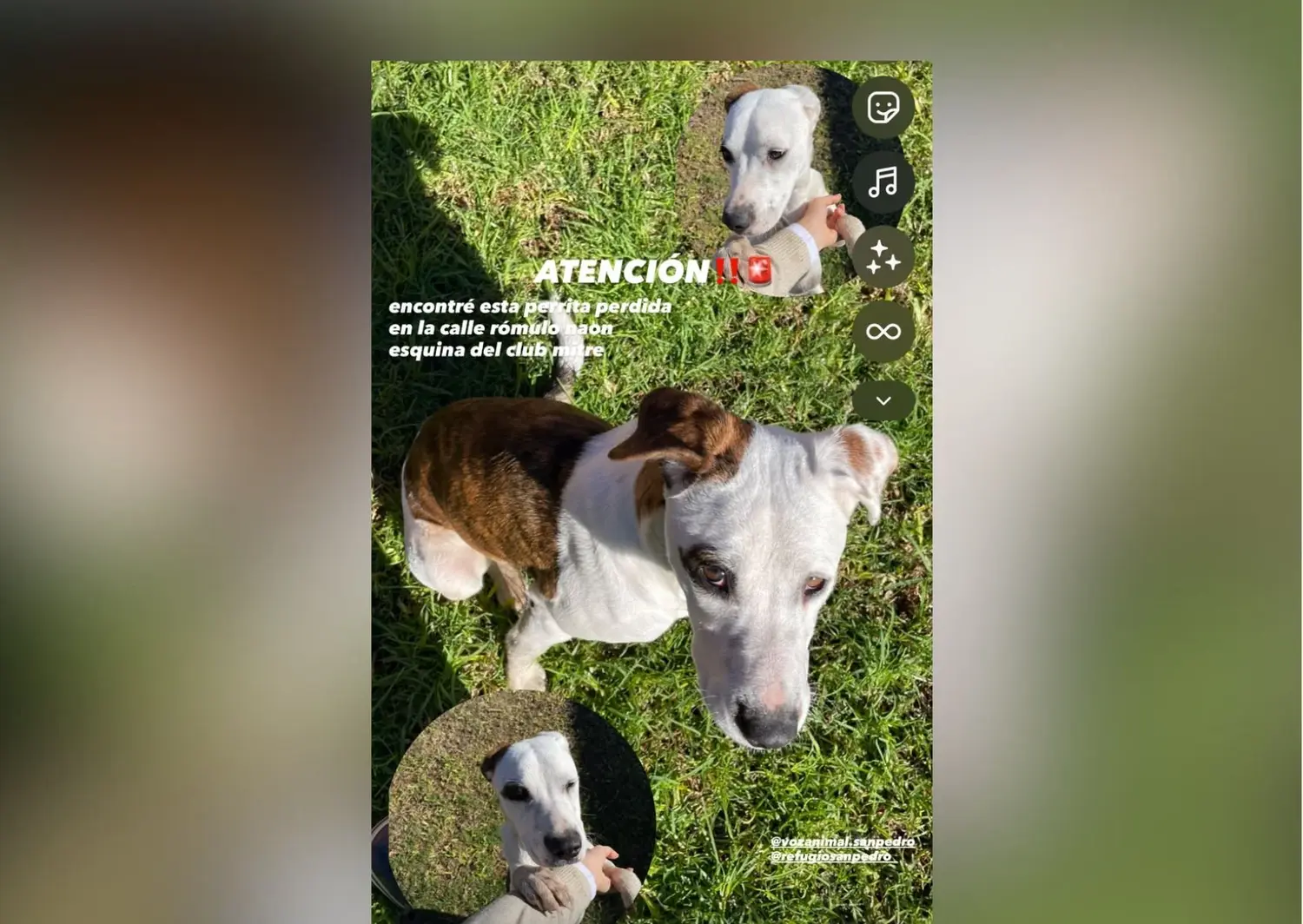 Perrita encontrada en la cancha del club Mitre; "Está muy bien cuidada"