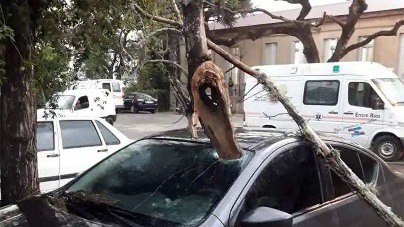 Estaban dentro del auto, se les vino encima una rama y se incrustó en el parabrisas