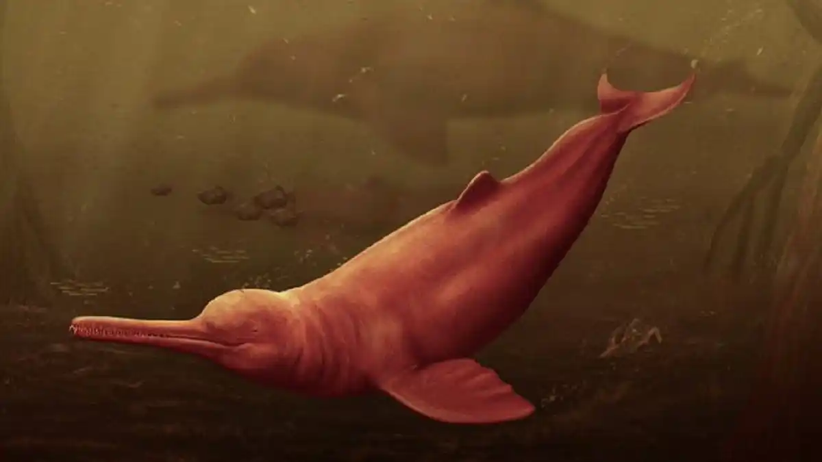CONOCE a «Pebanista Yacuruna»: el delfín que habitó la proto Amazonía hace 16 millones de años