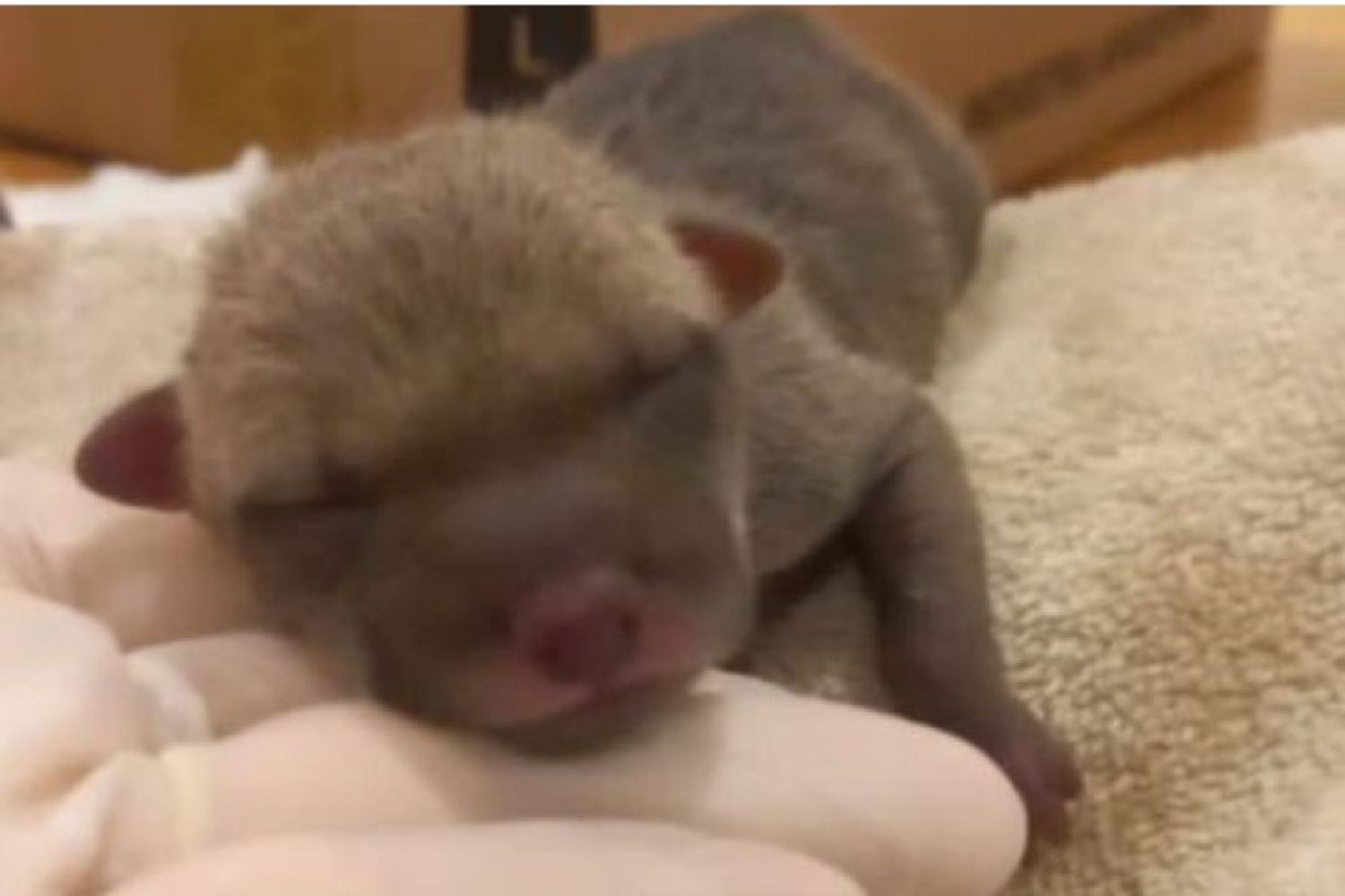 Los cachorros se encontraron mojados e hipotérmicos y sin la mamá.