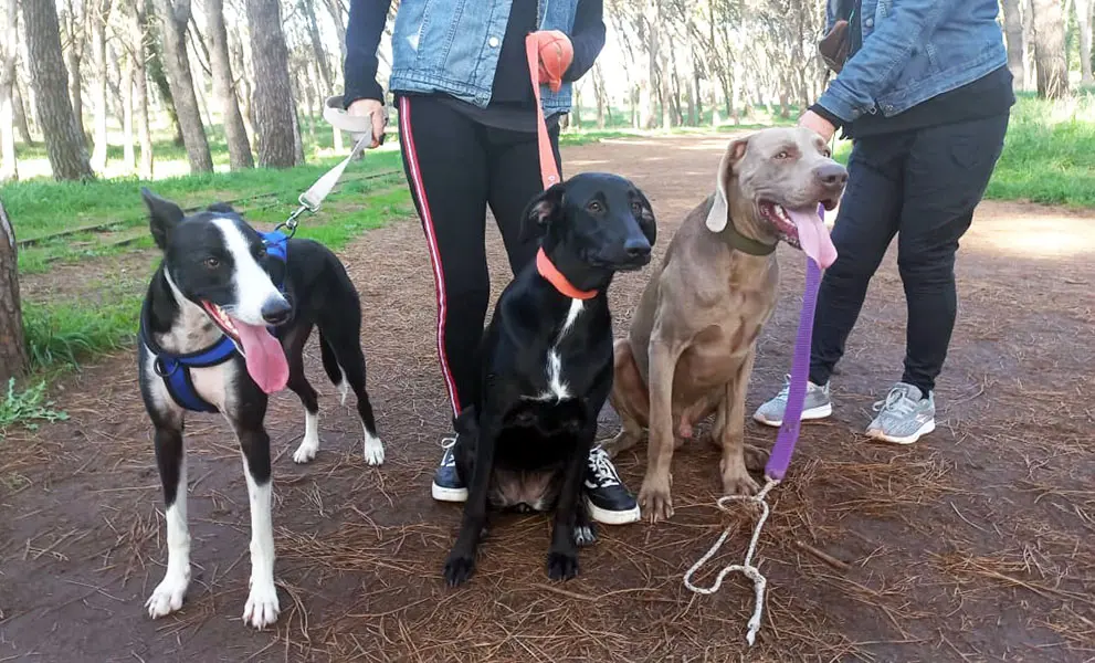 Proyectan la creación de una sala de primeros auxilios para mascotas