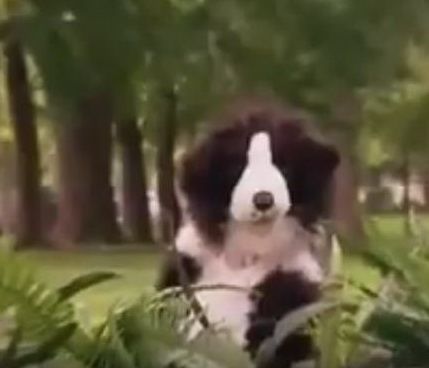 Una broma para los perritos