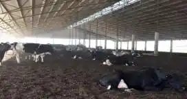 Crece la estabulación de vacas bajo galpón en Argentina