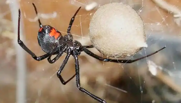 Tres chicos se dejaron picar por una peligrosa araña para convertirse en Spiderman