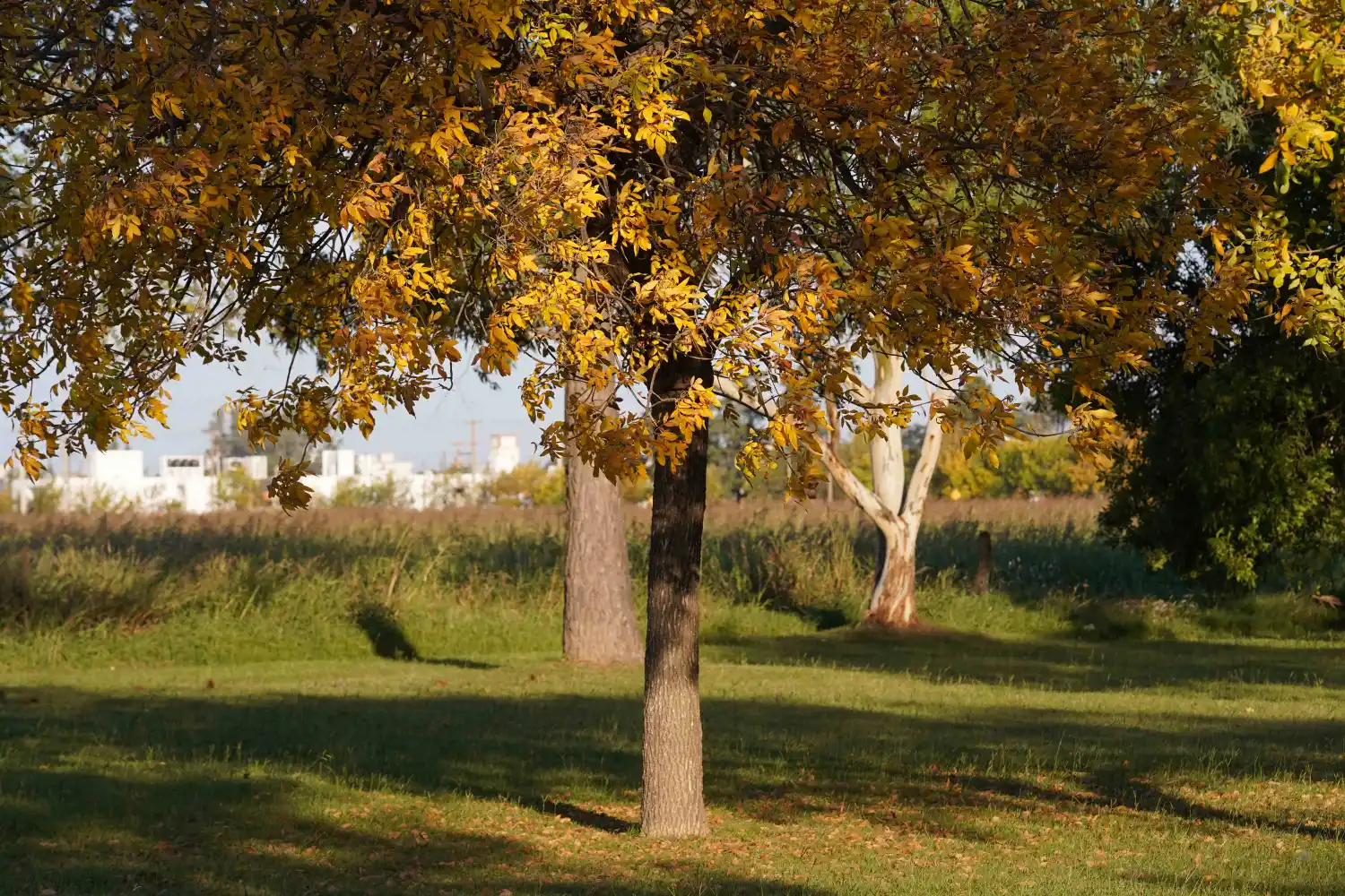 Se espera un cielo despejado, con pocas nubes y una máxima de 24º.