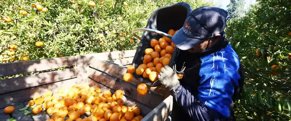 Se concretó la asistencia económica a citricultores