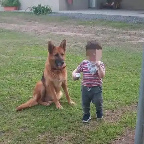 Buscan a la perrita Beky