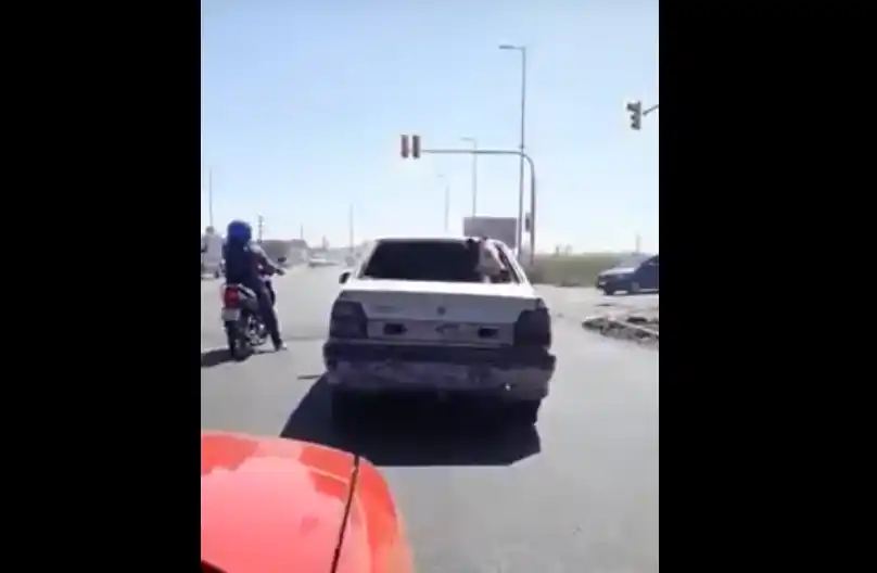 Video viral: Vaca viaja en auto en La Matanza