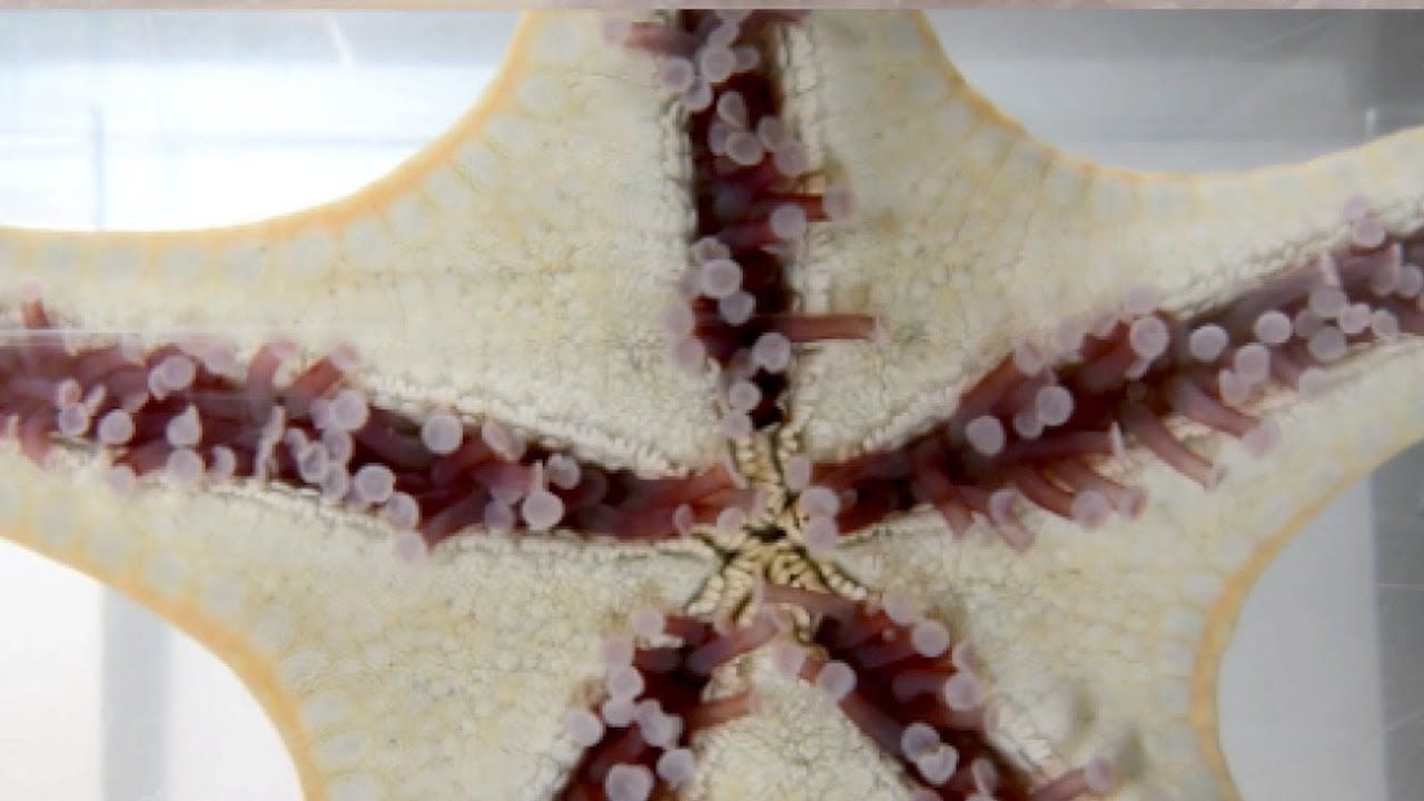 Mirá cómo caminan las estrellas de mar