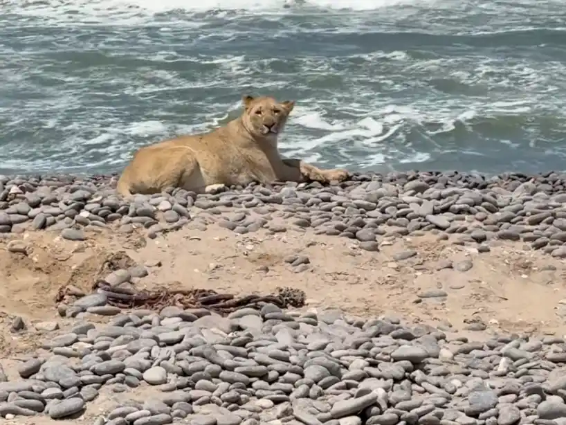 Leones abandonan el desierto de Namibia para cazar en la playa