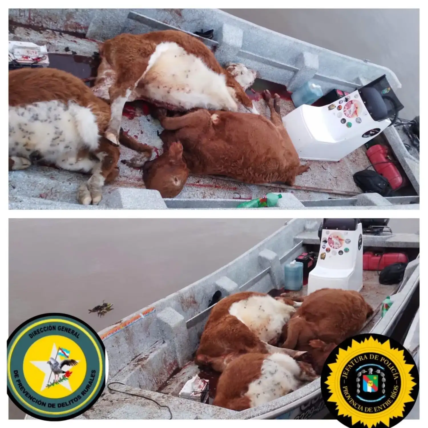vacas faenadas islas policía de ibicuy