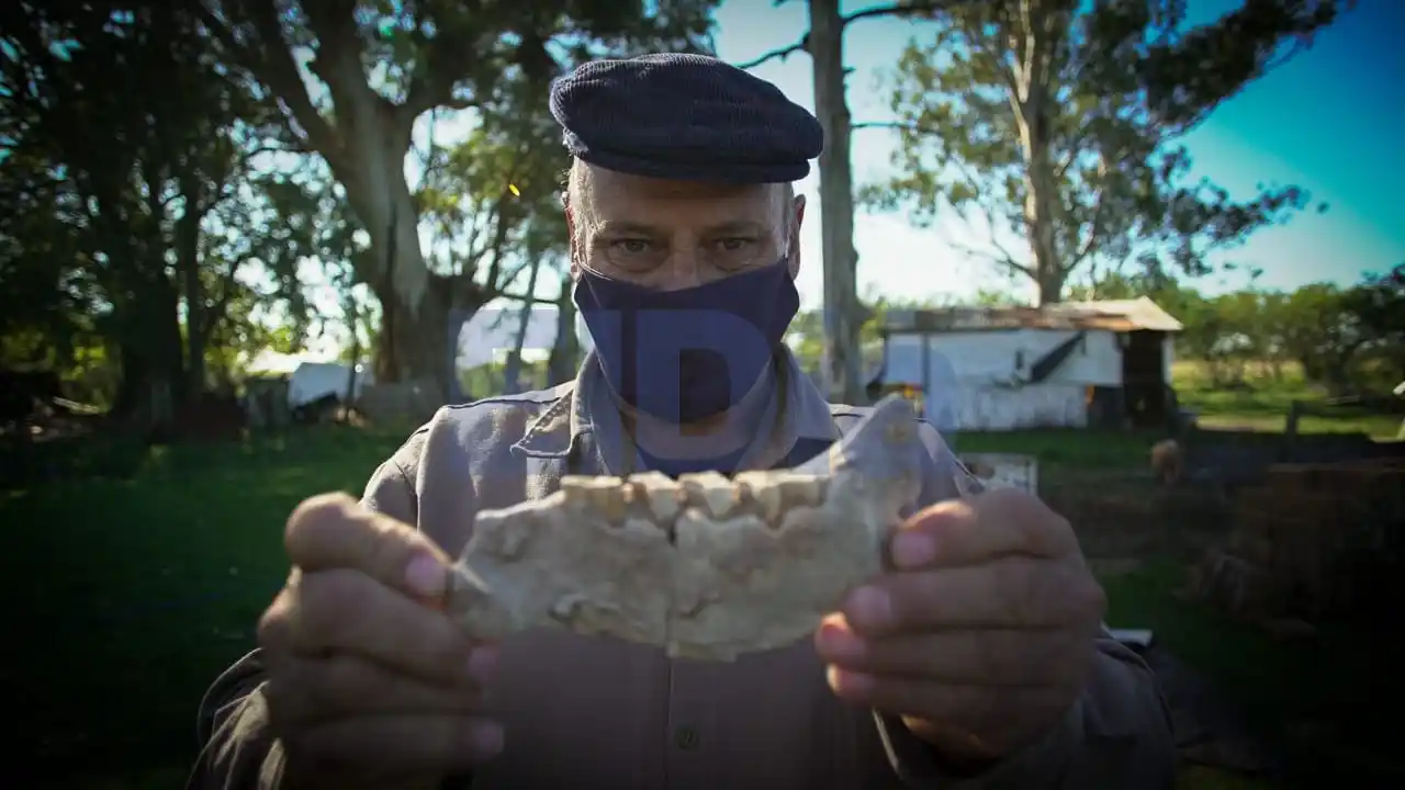 Los fósiles encontrados en Gualeguaychú podrían ser un perezoso gigante y un tigre diente de sable