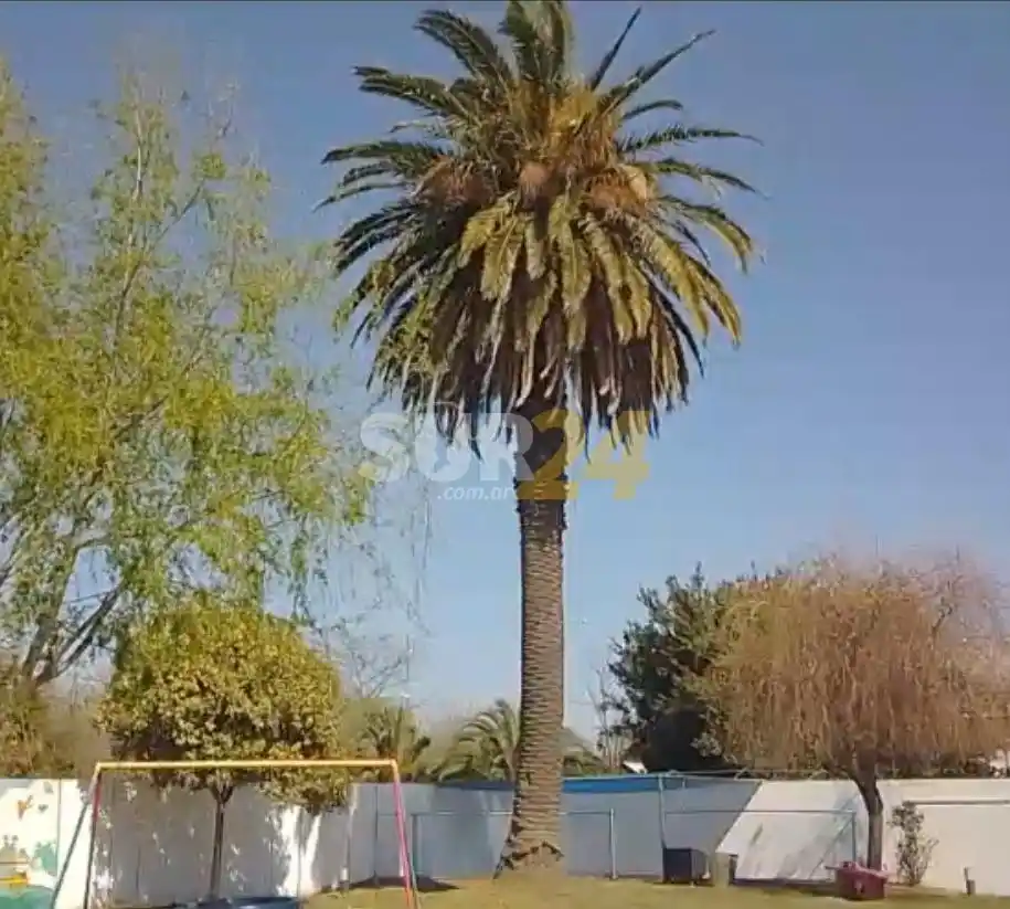Desata un debate la palmera de un jardín de infantes en Rufino