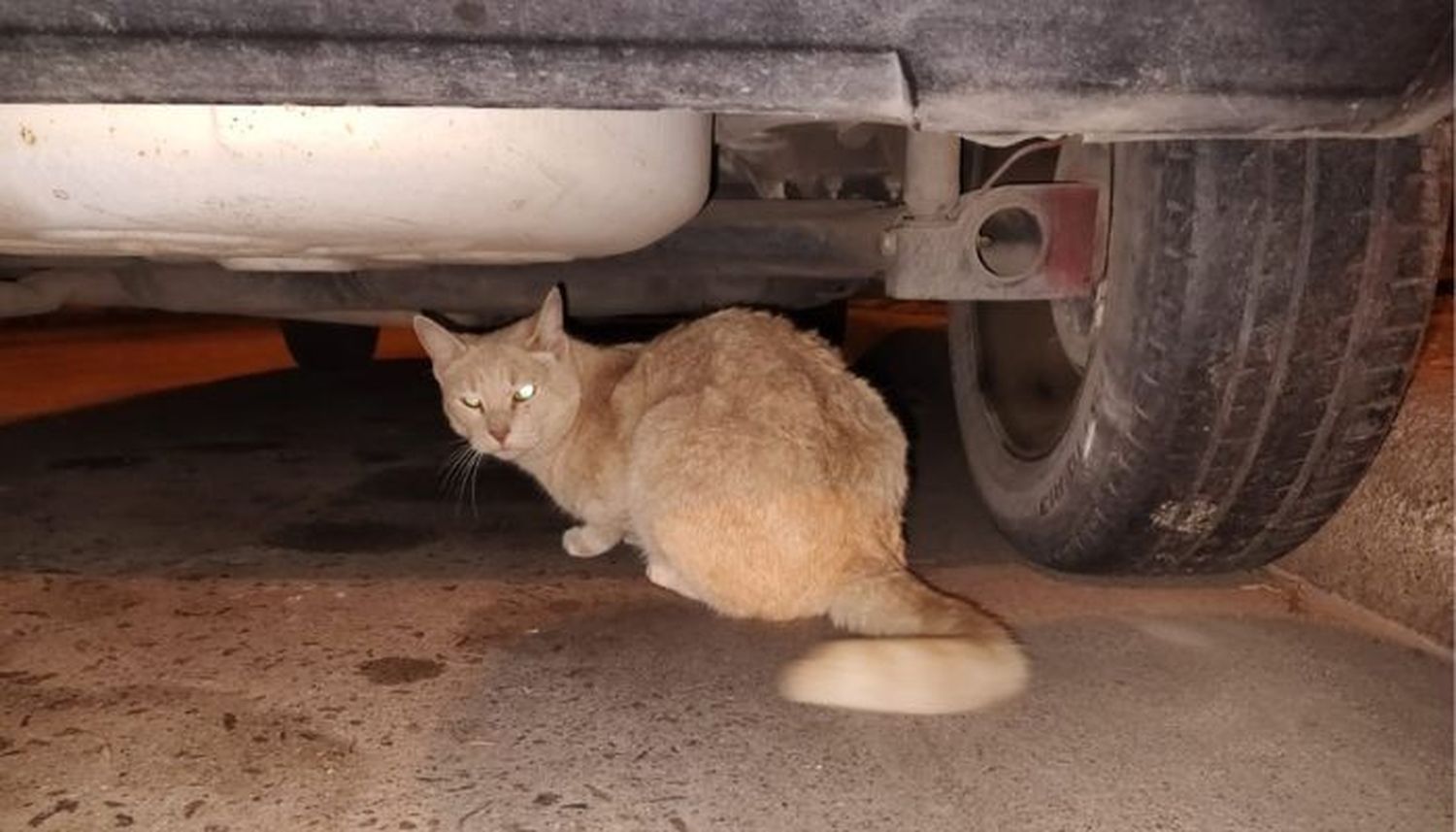 Encontraron a este gato en zona céntrica