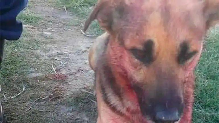 Denuncian a un entrerriano por golpear salvajemente a un perro y abandonarlo