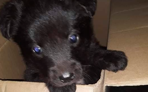 Buscan al dueño de este perrito