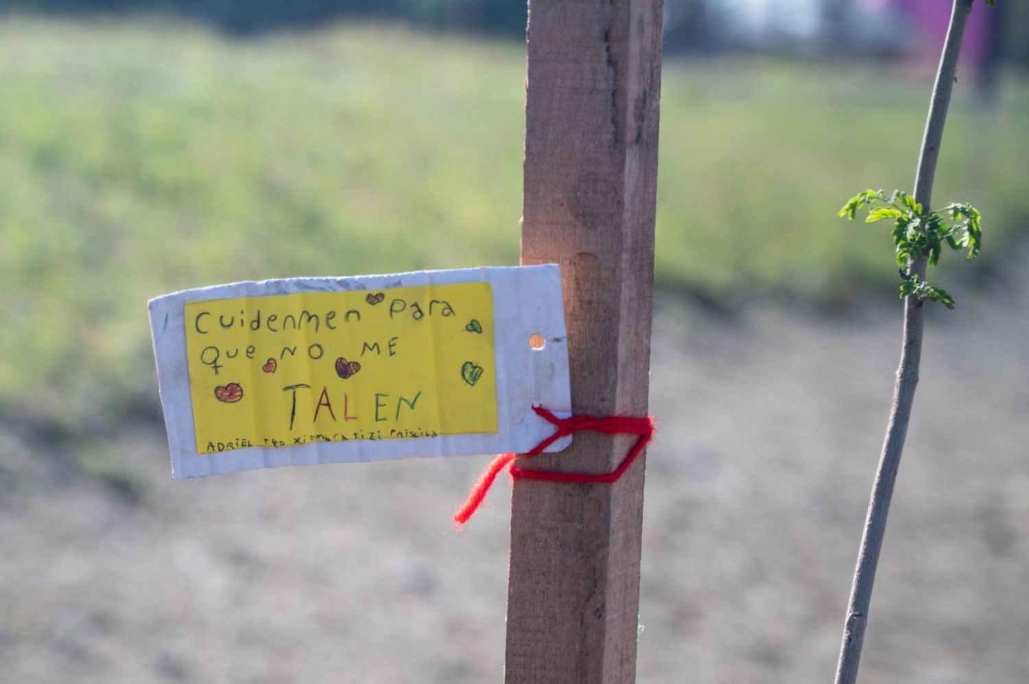 Junto a cada árbol, un mensaje de los niños