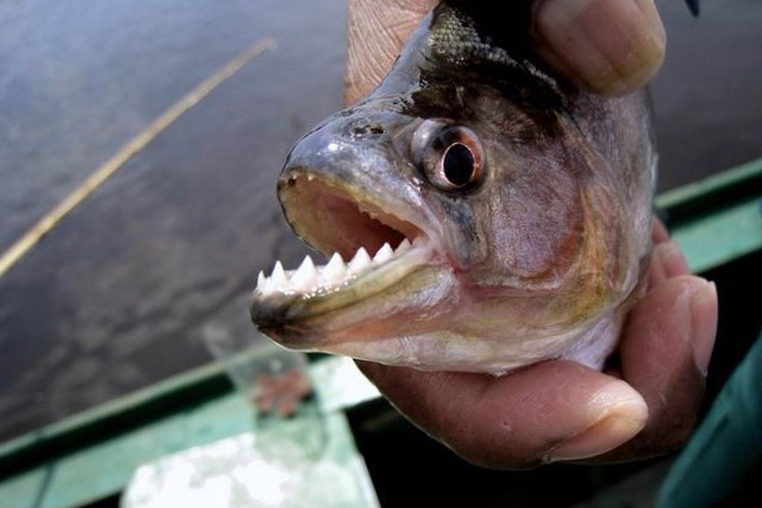 Ante la bajante del río alertan sobre la voracidad de las pirañas