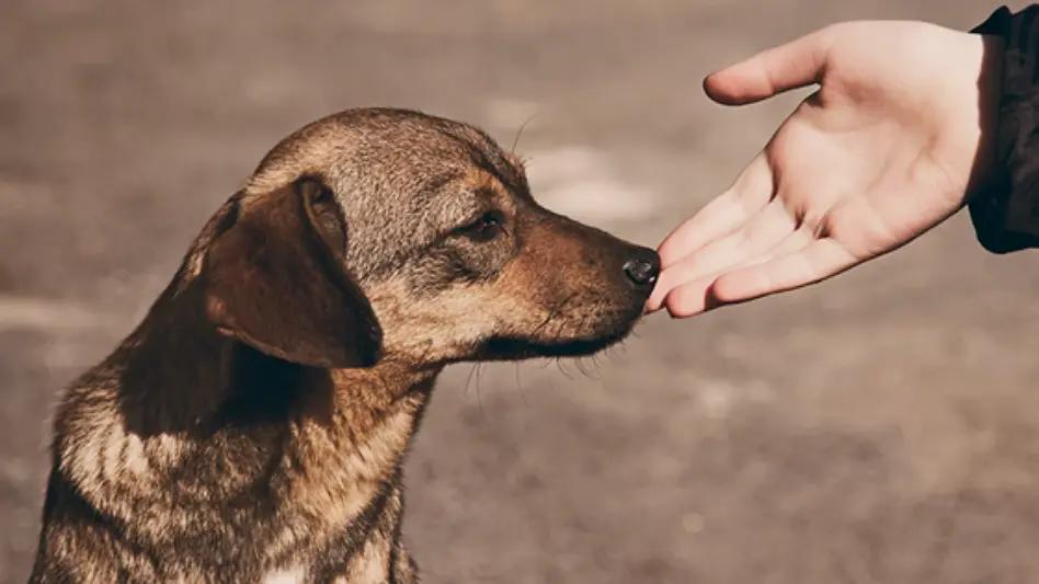 Día del Animal: "Hay muchos abandonados"