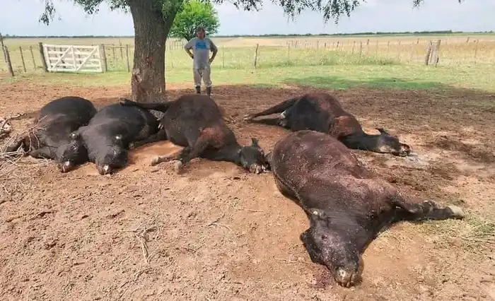 Un rayo mató a cinco vacas y un ternero en La Pampa