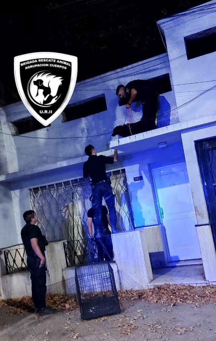 Rescataron a un perro en una terraza.