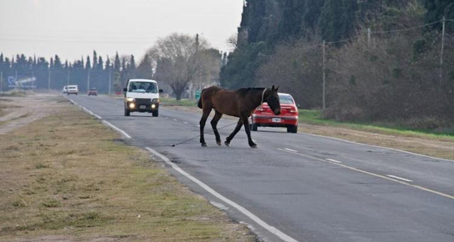 Caballos Sueltos: Proponen multas severas para los dueños