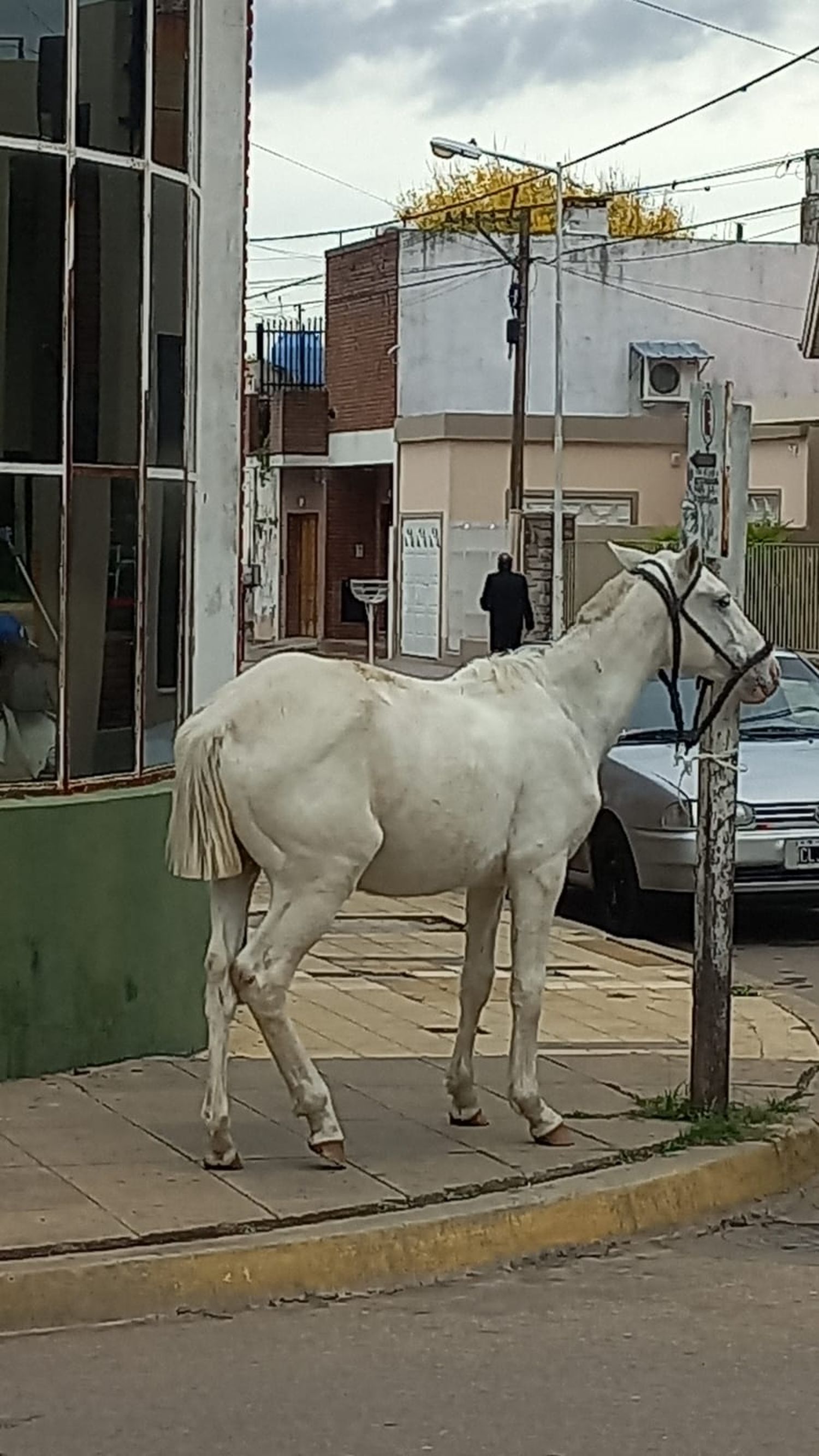 caballo en quiroga y belgrano