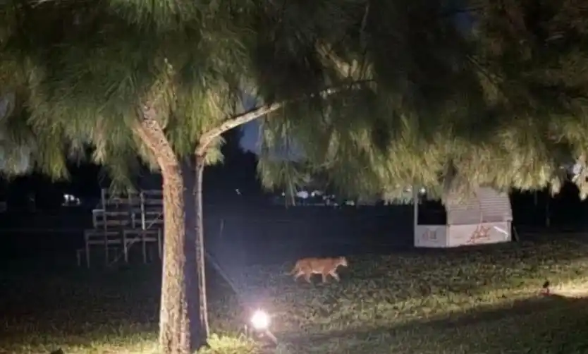 Volvió a aparecer un puma en un barrio cerrado de Pilar