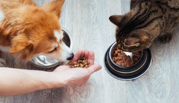Día del Animal:  Se presentó el banco de alimentos para perros y gatos. ¿En qué consiste?