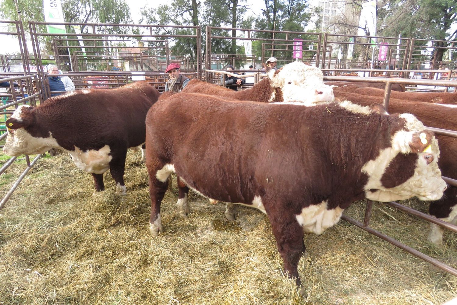 La invernada vuela y desconcierta a los feedloteros