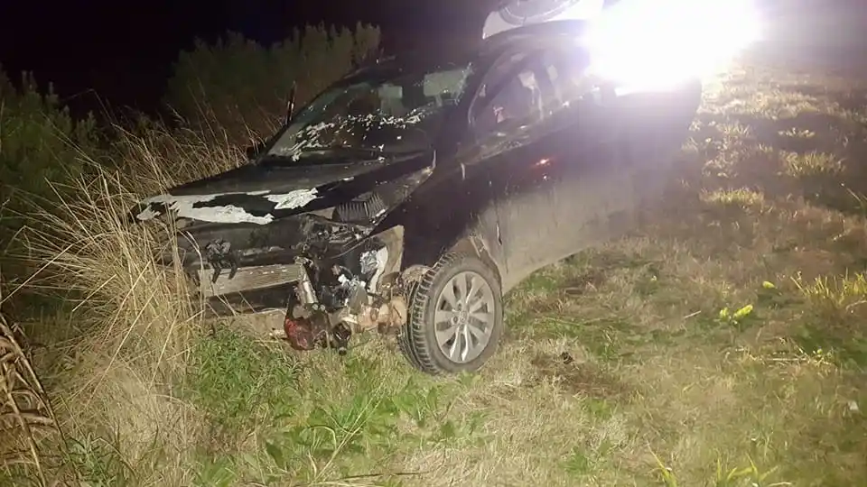 Dos chanchos jabalíes casi causan una tragedia en la Ruta 14