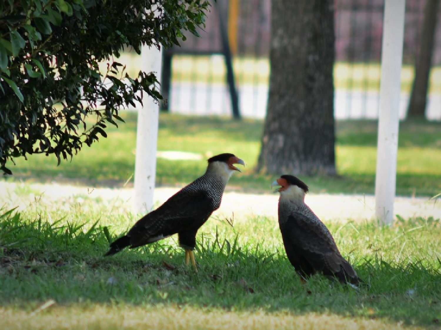 Aves y animales del campo  que ya son de ciudad: la  importancia de cuidarlos 